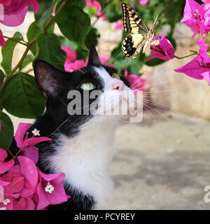 Hauskatze, Tuxedo, Beobachten ein Schmetterling Stockfoto