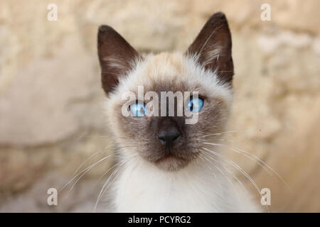 Portrait von Chef-eyed Siam kitten Stockfoto