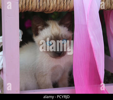 Siam kitten, Thai, 7 Wochen alt, Seal Point Stockfoto