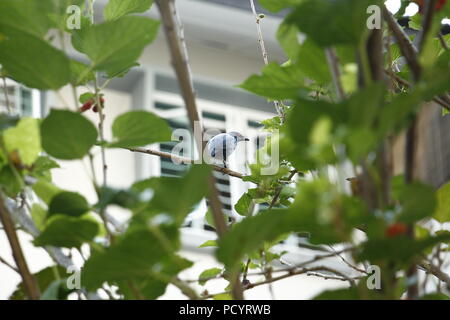 Asiatische Koel oder asiatischen Glossy Starling auf einem Baum Stockfoto