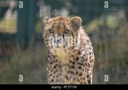 Gepard Stockfoto