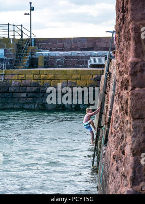 Junge Klettern bis Hafen Mauer Leiter nach Wand springen ins Wasser, West Bay Beach, North Berwick, East Lothian, Schottland, UK in der Sommerhitze Stockfoto