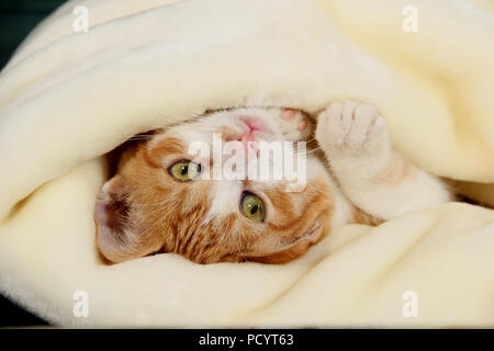 Hauskatze, Red Tabby white, liegen unter dem Teppich Stockfoto