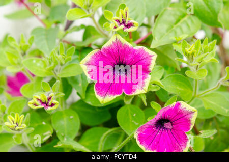 Petunia buzz lila Blume, Petunioideae Stockfoto