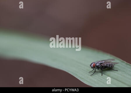 Makro Foto von einer Fliege auf einem grünen Blatt mit braunem Hintergrund, Text Platz Stockfoto