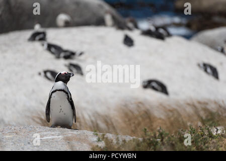 Single neugierig afrikanische Pinguin stehend auf einem Felsen vor einer Kolonie der Pinguine am Strand von Boulders Beach, Südafrika Stockfoto