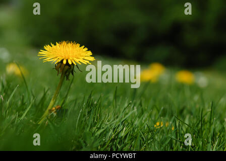 Ein gelber Löwenzahn konzentrierte sich von vielen Löwenzahn Blumen und Grünes Gras im Frühling umgeben, Sommer Stockfoto