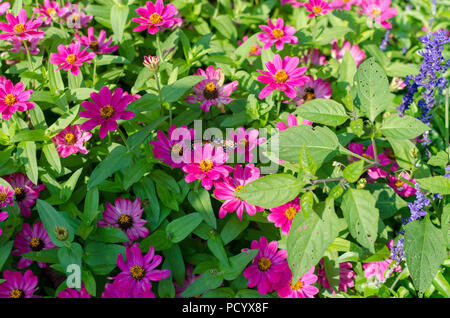 Schmetterling auf Rosa Zinnia Blumen in Pittsburgh Stockfoto