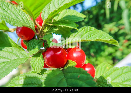 Rote Beeren von einem Filz Kirsche auf den Zweigen. Nahaufnahme Foto. Kleine Beeren von Kirschen. Rebsorte Anlage. Wassertropfen auf den Blättern. Stockfoto