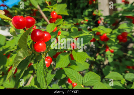 Rote Beeren von einem Filz Kirsche auf den Zweigen. Nahaufnahme Foto. Kleine Beeren von Kirschen. Rebsorte Anlage. Wassertropfen auf den Blättern. Stockfoto