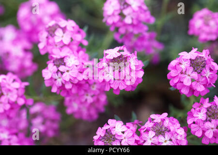 Aethionema 'Warley Rose' Blumen. Stockfoto