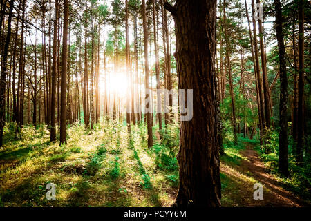 Wald Wald Bäume mit Hintergrundbeleuchtung durch goldenes Sonnenlicht vor Sonnenuntergang mit Sonnenstrahlen durch Bäume auf Waldboden leuchtende Zweige Stockfoto