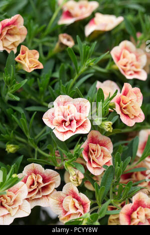 Calibrachoa Können Doppel Apricot mit roten Augen Blumen. Stockfoto