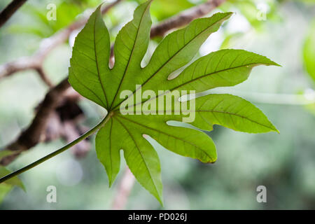 Nahaufnahme der Unterseite o fatsia japonica Blatt Stockfoto