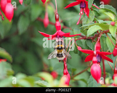 Leuchtende Flügel des Buff-tailed Hummel (Bombus terrestris) Fütterung auf hellen Rot und Lila Blüten von wild Fuchsia Magellanica in Cumbria, England, Großbritannien Stockfoto