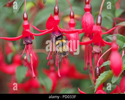 Leuchtende Flügel des Buff-tailed Hummel (Bombus terrestris) Fütterung auf hellen Rot und Lila Blüten von wild Fuchsia Magellanica in Cumbria, England, Großbritannien Stockfoto