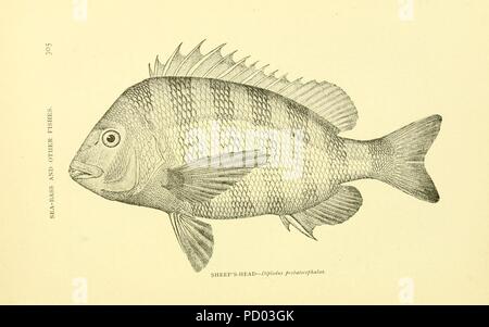 Amerikanisches Spiel Fische (Seite 305, Abbildung - Schaf - Kopf) Stockfoto