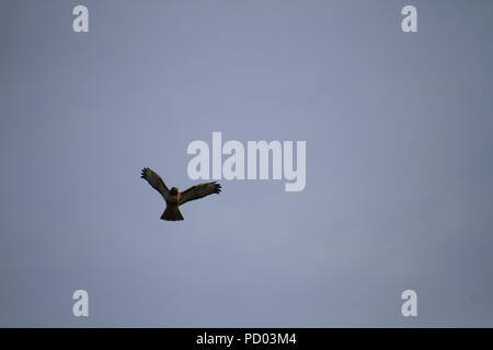 Eine red tailed Hawk fliegen auf einem klaren blauen Tag im Frühling Stockfoto