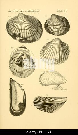 American marine conchology (Platte 37) Stockfoto