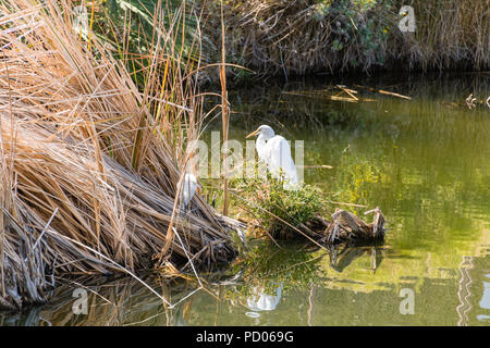 Weiß Silberreiher & Baby Chick am Phoenix Zoo Stockfoto