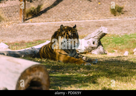 Sumatra Tiger, Nickerchen im Zoo von Phoenix Stockfoto