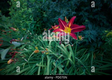 Orange Daylilienblume, eine Art von Daylilien (Hemerocallis). Auch bekannt als Tawny Daylily, Ditch Lily, Tiger Daylily, Fulvous und Common Daylily. Stockfoto