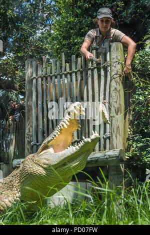 Krokodil fressen in St. Augustine Alligator Farm Tierpark in St. Augustine, Florida. (USA) Stockfoto