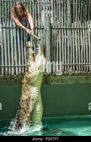 Maximo, eine massive 1250 Pfund Salzwasser krokodil Messung über 15 Fuß lang, Sprünge für Lebensmittel bei St. Augustine Alligator Farm Tierpark. Stockfoto