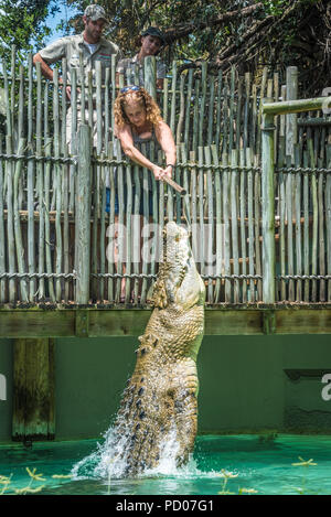 Frau Fütterung Maximo, einem 1250 Pfund Salzwasser Krokodil über 15 Fuß lang, wie es Sprünge aus dem Wasser bei St. Augustine Alligator Farm Tierpark. Stockfoto