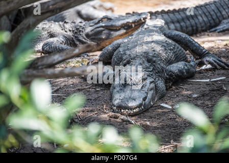 Ruhe Alligatoren in St. Augustine Alligator Farm Tierpark in St. Augustine, Florida. (USA) Stockfoto