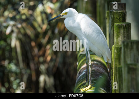 Snowy Egret bei St. Augustine Alligator Farm Tierpark in St. Augustine, Florida. (USA) Stockfoto