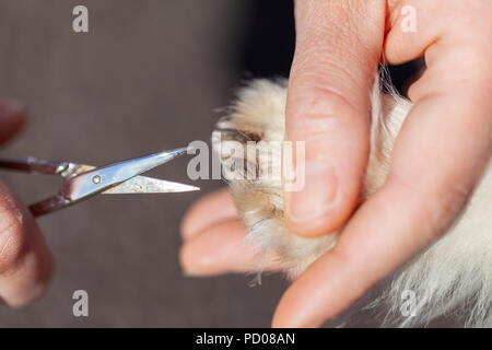 Nagelpflege mit einer Schere auf einem Hund die Pfote Stockfoto