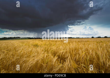 Ein Feld von Gerste mit einem Sommer Strom nähert sich. Stockfoto