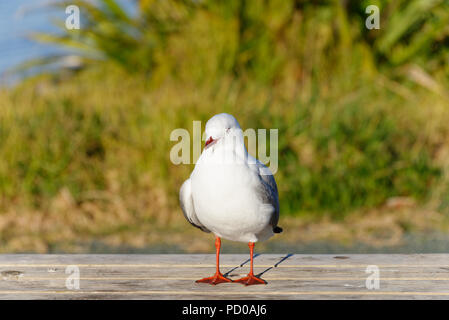 Eine rote billed Gull vorne stehend auf der Kamera Stockfoto