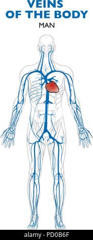 Adern im Körper, Anatomie, menschlichen Körper. Venen sind Blutgefäße, die das Blut zum Herzen führen. Stock Vektor