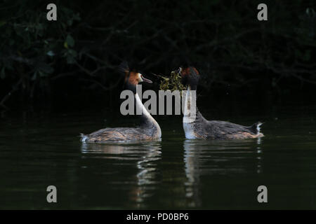 Haubentaucher, Podiceps cristatus, ranworth Breit, Norfolk Stockfoto