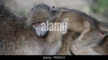 Südafrika, ein fantastisches Reiseziel Dritter und Erster Welt gemeinsam zu erleben. Baby chacma baboon Reiten auf Mom's zurück. Stockfoto