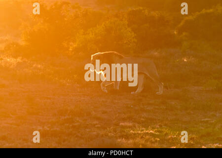 Südafrika, ein fantastisches Reiseziel Dritter und Erster Welt gemeinsam zu erleben. Männliche Löwe in Orange glühen bei Sonnenaufgang. Addo Elephant Park. Stockfoto