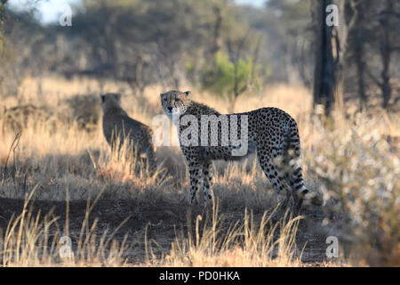 Südafrika, ein fantastisches Reiseziel Dritter und Erster Welt gemeinsam zu erleben. Männliche Geparden auf der Jagd in brannte Gras. Kruger Park. Stockfoto