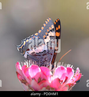 Südafrika, ein fantastisches Reiseziel Dritter und Erster Welt gemeinsam zu erleben. Stockfoto