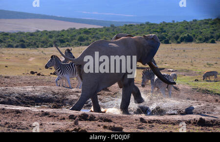 Südafrika, ein fantastisches Reiseziel Dritter und Erster Welt gemeinsam zu erleben. Wütende Elefanten jagen Zebras von Wasserloch. Addo. Stockfoto