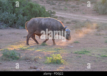 Südafrika, ein fantastisches Reiseziel Dritter und Erster Welt gemeinsam zu erleben. Lone Buffalo bull bei Sonnenuntergang trotten. Addo Elephant Park. Stockfoto