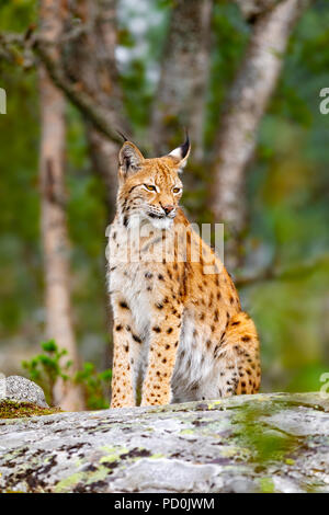 Eurasischen Luchs sitzt auf einem Felsen im Wald im Sommer Stockfoto