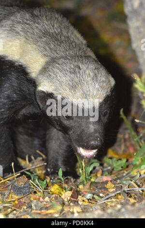 Südafrika, ein fantastisches Reiseziel Dritter und Erster Welt gemeinsam zu erleben. Haltbare Honigdachs Spülsystem für Lebensmittel im Kruger Nationalpark. Stockfoto