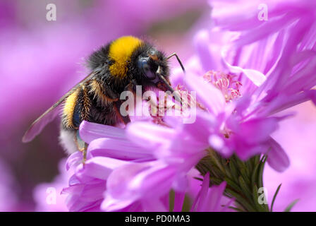 Makro gelb und schwarz Hummel (Bombus terrestris) Fütterung auf Blume von Aster Stockfoto