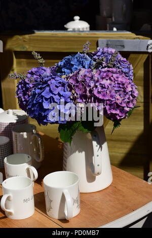 Hortensienblüten an National Eisteddfod Wales Cardiff Caerdydd Bay Walisische Sprache Kultur Festival 2018 Stockfoto