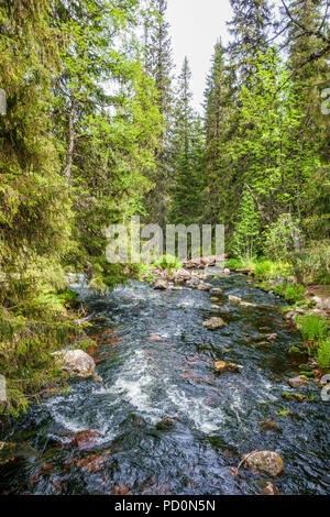 Fluss durch den Wald fließt Stockfoto