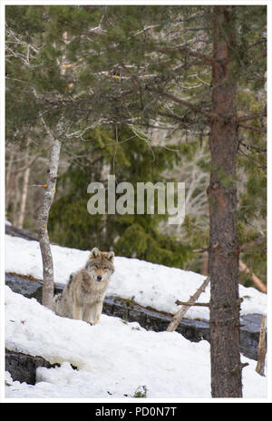 Ein grauer Wolf sitzen im Schnee Stockfoto