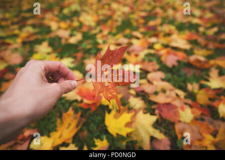 Mann Hand halten Herbst maple leaf gegen Laub auf dem Boden und flache Fokus Stockfoto