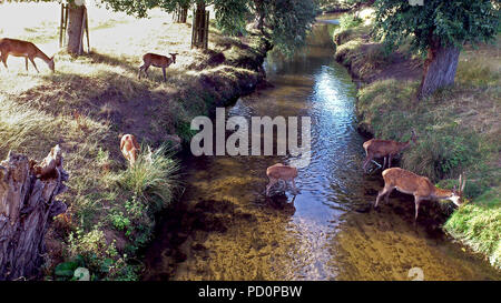Rehe grasen in Bäumen gesäumten Richmond Park Stream. Stockfoto